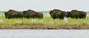 bison