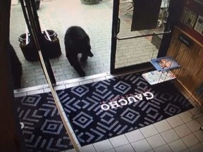 Surveillance camera frame grab of black bear that wandered into Gaucho Brazilian Barbecue restaurant in Canmore on Sunday, July 7, 2019.