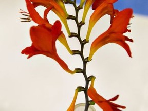 Crocosmia flower