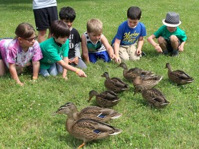 These youngsters in the Chatham-Kent YMCA Day Camp program had an unexpected visit from these young ducks in Chatham, Ont. on Wednesday July 3, 2019.