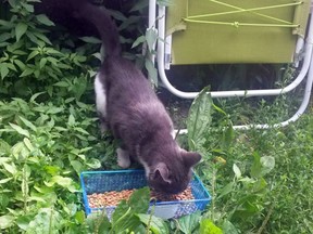 Handout/Cornwall Standard-Freeholder/Postmedia Network
A photo submitted by Mary Jane Proulx of a cat taking advantage of some food left out for strays and feral cats in Cornwall.

Handout Not For Resale