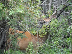 Concerns are being raised about potential privacy breeches in the provincial hunting and angling licensing system. Photo Susan McNeil.