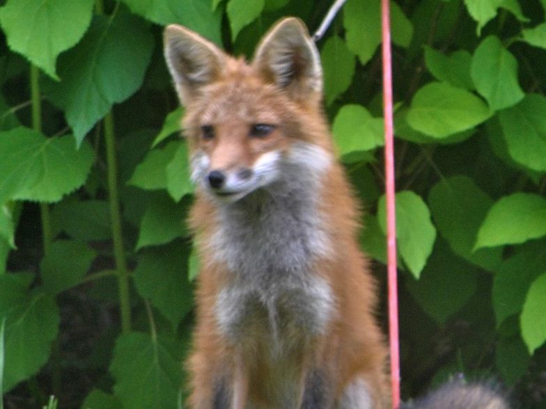 Foxes are talk of St. neighbourhood