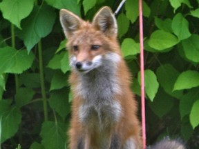 This Red Fox stopped to stare at a Southampton homeowner who spotted two foxes lying in the grass, beside a cedar hedge in his neighbour's backyard July 2 at 3 p.m.