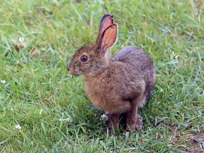 A snowshoe hare pauses while snacking on grass and clover in a front yard in Garson.
