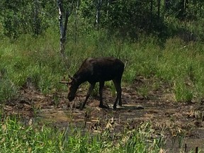 This moose was spotted grazing recently in the McCrea Heights area in Greater Sudbury, Ont.
