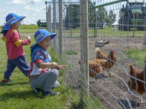 Brothers Aidan, age 5, and Anthony Chan, age two, visit Your Local Ranch on Saturday, Aug. 17, 2019 for Open Farm Days. It was the first experience on a farm for the boys, where they got to interact with chickens and other farm animals.