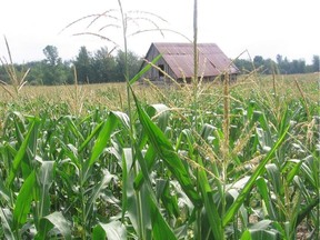 Corn is a widely grown crop in Southwestern Ontario. (File photo/Postmedia Network)