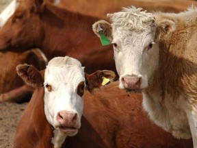 Cattle lounge around in a feed lot in this file photo.