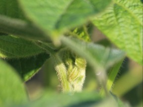 shingles in soybeans