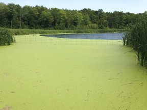 The Porcupine Health Unit has recently received reports from the Ministry of the Environment, Conservation and Parks, of possible blue-green algae blooms in Remi Lake, Moonbeam.

Postmedia File Photo