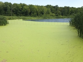 blue-green algae blooms 

Postmedia File Photo