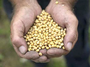 Ontario’s soybean and corn yields are expected to be down 28.8 per cent and 10.9 per cent, respectively, from last year due to “one of the most unprecedented” growing seasons on record, according to the Great Lakes Grain annual assessment tour. File photo/Postmedia Network