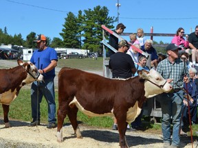 Hereford bull calf competition participants prepare to enter the ring at the 2018 Spencerville Fair. The 2020 fair is going virtual because of the COVID-19 pandemic. File photo/The Recorder and Times