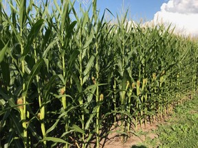 corn field