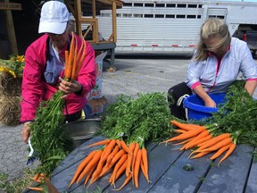 Volcano hybrid carrots resist breakage and tolerate very late harvests.The tops are upright and strongly attached for easy  pulling. (file photo)