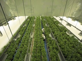 Staff work in a marijuana grow room that can be viewed at the visitors centre at Canopy Growth's Tweed facility in Smiths Falls, Ontario. (FILE PHOTO)