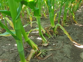 Figure 1. Signs of potential rootworm resistance include seeing a high level of adults in the field and goosenecking from root feeding by larvae.