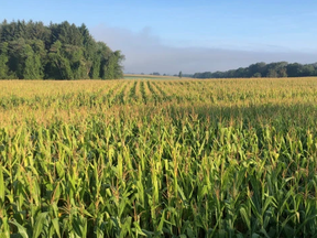 corn field