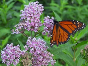 “The butterflies probably see younger milkweed as higher quality and potentially more nutrient-dense for their caterpillars that will emerge from these eggs.”