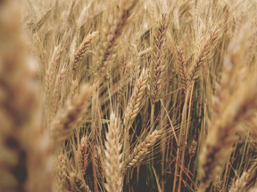 wheat field