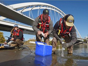 Alberta Environment and Parks technicians Elynne Murray, left, Chris Ware and Ryan Ozipko sample North Saskatchewan River water by the Walterdale Bridge on Thursday, Oct. 3. This is part of a new monitoring program aimed to protect the river for future generations and improve the understanding of the river's watershed through enhanced monitoring and sampling. ED KAISER / POSTMEDIA