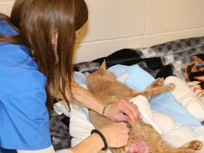 A Registered Veterinary Technician at work. (file photo)