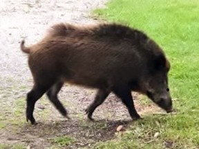 This photo of a wild pig was reportedly taken north of Waterford a week ago and posted on social media. The photo has also been posted to a website dedicated to mapping wild and feral pig sightings in Ontario. Facebook