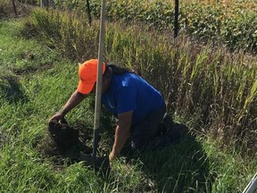 Handout/Cornwall Standard-Freeholder/Postmedia Network
South Nation Conservation senior forestry technician Chris Craig plants trees alongside an SDG county road in North Dundas, part of a partnership that saw 542 trees and shrubs planted throughout the SNC watershed in SDG.

Handout Not For Resale