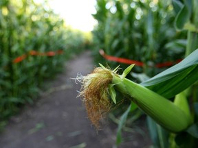 The Edmonton Corn Maze is helping to celebrate the 40th anniversary of the Edmonton Food Bank. File photo.