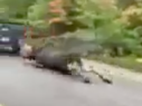 A video captured in September on the highway to Killarney shows a moose -- seemingly still alive -- being dragged behind a pickup.