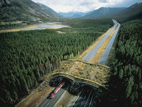 Last month’s budget included $20 million for wildlife protection on provincial roads, and Banff Kananaskis MLA Miranda Rosin says the overpass project is the number one priority for construction. Photo supplied.