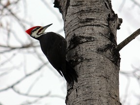 This pileated woodpecker is a ‘frequent flyer’ on the Nickeldale Conservation Area trail. A Sudbury developer wants to add 176 housing units in the area.