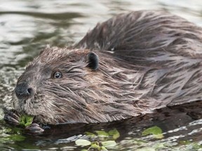 Lac Ste. Anne County has a beaver bounty program.