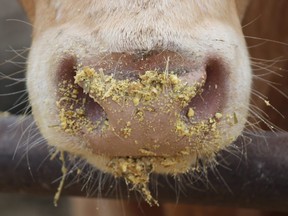 beef feedlot