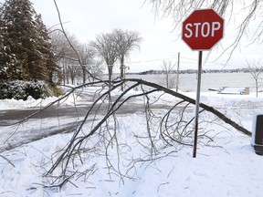 A winter storm on Wednesday November 27, 2019 damaged a number of trees around Greater Sudbury, Ont., including trees at Bell Park.