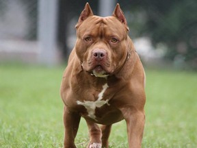 A pit bull dog