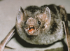 Rabid bat