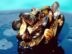 Zebra mussels are an invasive species that have colonized lakes in Manitoba, Ontario and Minnesota, including the Great Lakes and Lake Winnipeg. Seen here are zebra mussels, in a photo from the U.S. Department of Agriculture, found in Lake Erie.