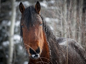 A wild horse stallion looks on while grazing crown land near Sundre, Alta., Wednesday, Dec. 11, 2019.THE CANADIAN PRESS/Jeff McIntosh