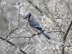 The Land Conservancy for Kingston, Frontenac, Lennox and Addington is offering an online winter birding event this weekend.