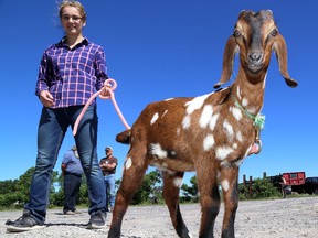 Billy the goat, held by Kaitlyn Perry, before the announcement by the federal government on June 21, 2018, that the prison farms, which will feature cows and goats, are being reinstated at Joyceville and Collins Bay institutions.