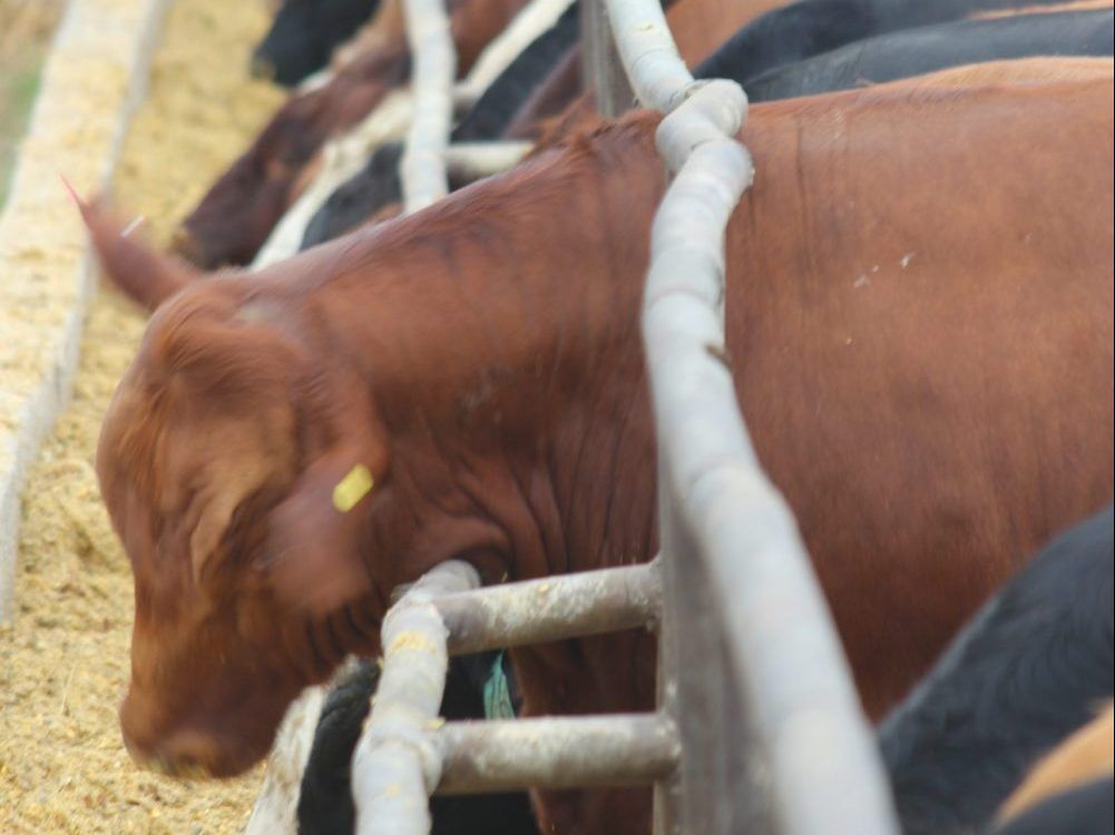 Beef slaughter heading down Ontario Farmer