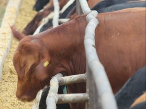 Cattle in Ontario feedlots