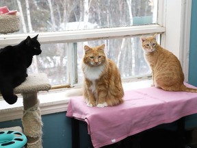 Cats hang out at a window at Pet Save in Lively on Monday.