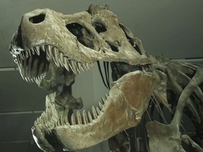 A T-rex on display at the Royal Ontario Museum in Toronto.