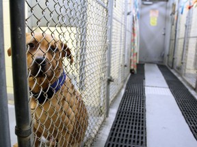 Rudy at the Kingston Humane Society in Kingston, Ont., on Friday, January 3, 2020. Steph Crosier/The Whig-Standard/Postmedia Network