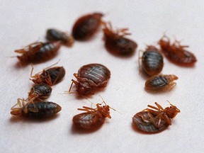 A marco view of bed bugs.