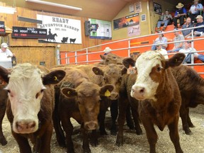 Cattle make their way through the sales ring at the Keady Livestock Market in this file photo.