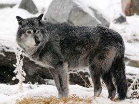 A grey wolf is seen in this file photo.
Photo courtesy of the Calgary Zoo